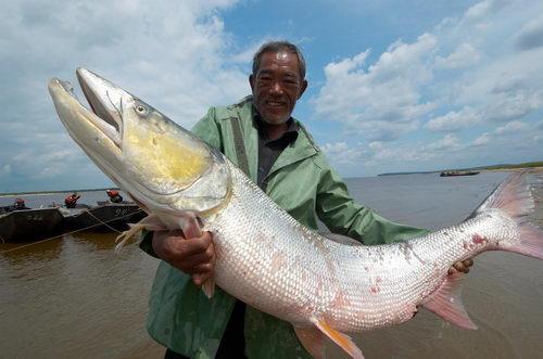 揭秘，探索最新食人魚神秘生物世界