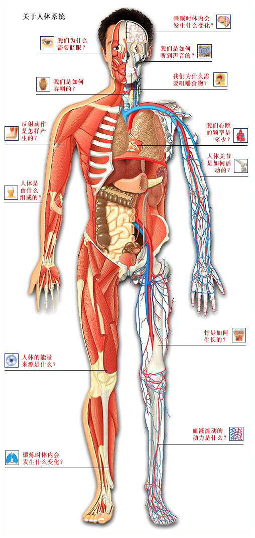 最新人體網(wǎng)，前沿科技平臺(tái)揭示人體奧秘