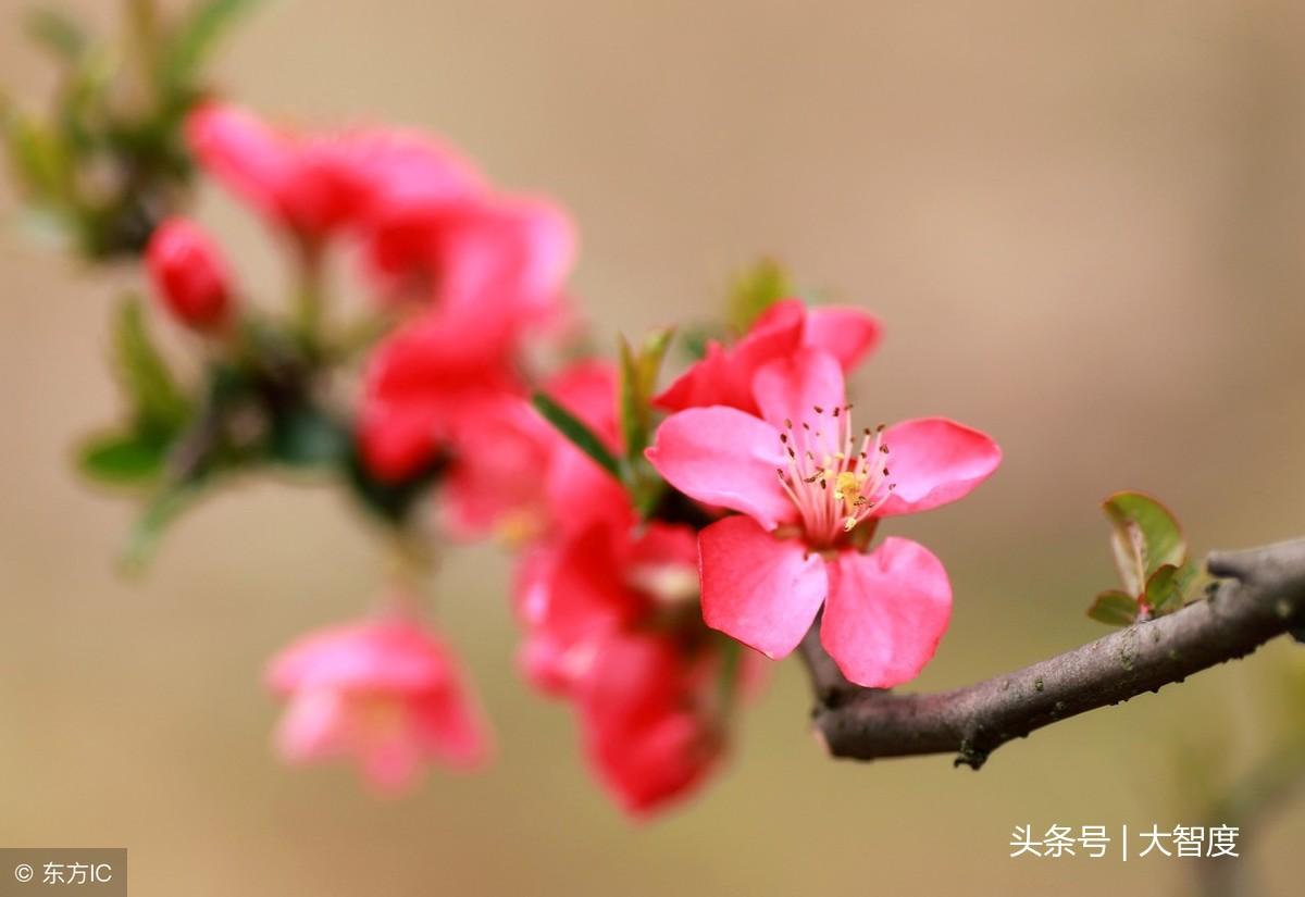 落花網最新電視劇深度解析與觀眾體驗分享心得