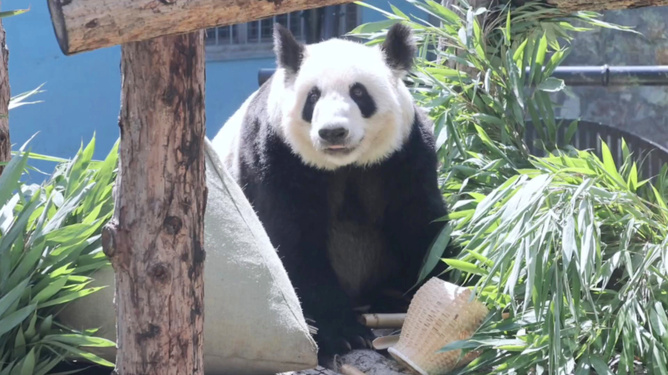 熊貓最新視頻，自然與文化魅力的探索之旅